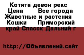 Котята девон рекс › Цена ­ 1 - Все города Животные и растения » Кошки   . Приморский край,Спасск-Дальний г.